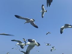 -海驴岛(荣成市)