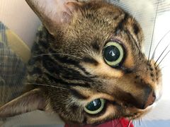 -瑞派天宁宠物医院·猫科·异宠中心