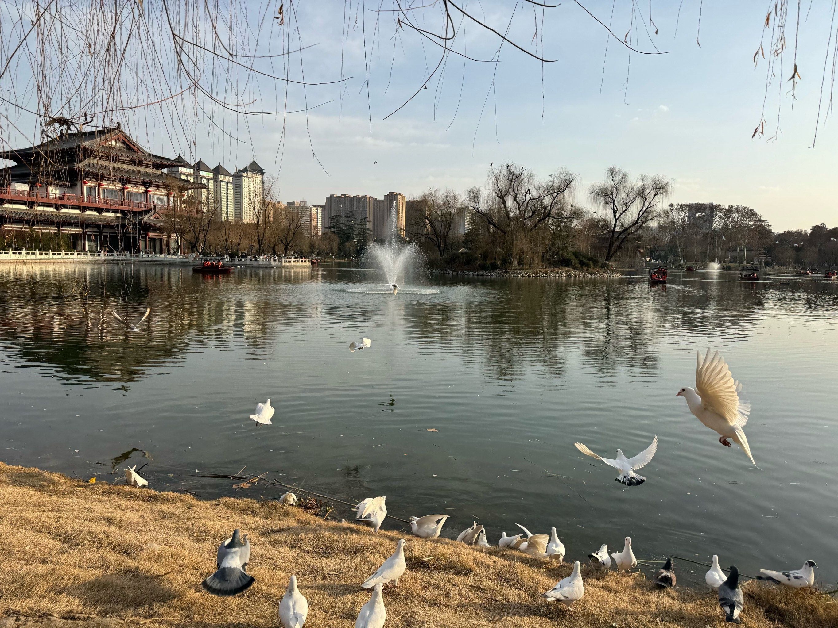天鹅水中漫游