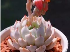 -兰陵国家农业公园