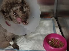 -伟伟宠物医院·CT影像中心·瑞派犬猫综合性门诊(汉口总院)