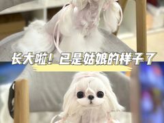 -萌宠之家·腊肠犬·马尔泰·小体犬舍