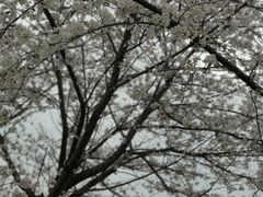 -高东镇樱花园