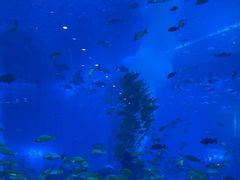 -亚特兰蒂斯•OSSIANO奥西亚诺海底餐厅