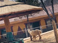 -石家庄市动物园