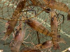 -光头佬钓虾场·烧烤·聚餐·亲子(金沙洲店)