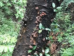 -紫金山索道-售票处