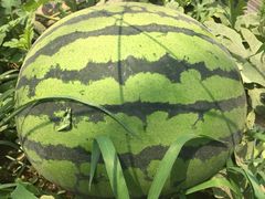 iphone_upload_pic-庞各庄翠芳园西瓜蔬菜基地采摘园