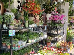 -溪岸路花鸟市场