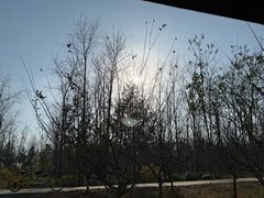 -合肥滨湖国家森林公园