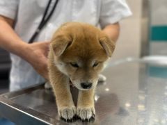 -万博宠物医院·手术·诊疗(未央凤城五路店)