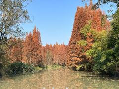 -桤木河湿地公园