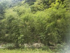-神龙峡风景区