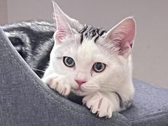 -喵zoo家庭繁育猫舍(尖东智能花园店)