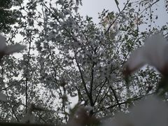 -南汇桃花村