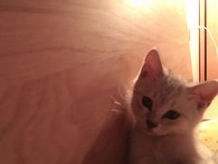 -北京恒爱动物医院(清景园分院)