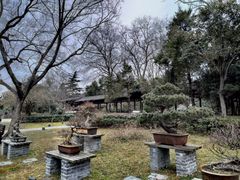 -盆景园(扬州大运河文化旅游度假区)