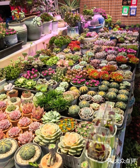 长春青怡坊鲜花批发(青怡坊花鸟市场店)图片
