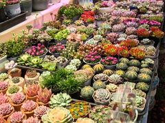-长春青怡坊鲜花批发(青怡坊花鸟市场店)