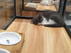 -袖虎·猫馆(体育西路店)