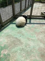 -前小桔亲子创意农场·草莓采摘·露营烧烤