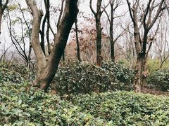 -长广溪湿地公园