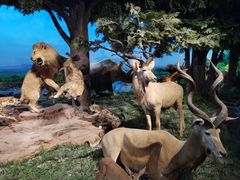 -国家自然博物馆