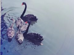 -太湖龙之梦