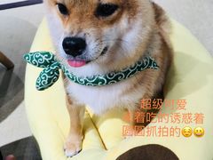 -逗柴咖啡屋·狗咖猫咖宠物桌游