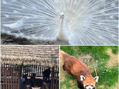 -栾川竹海野生动物园