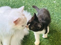 -楼上猫咖(罗湖店)