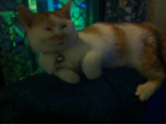 -Sirena海妖日咖夜酒