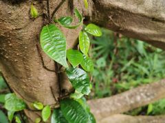 -海南热带雨林国家公园吊罗山景区