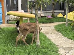 -正佳雨林生态植物园