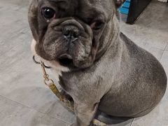 -严国平动物医院(德政总院)