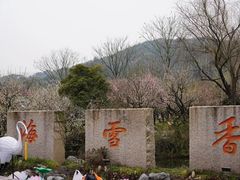 -香雪海