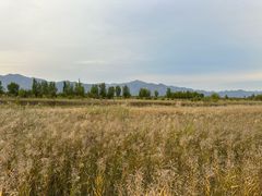 -野鸭湖国家湿地公园