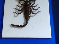 -上海昆虫博物馆