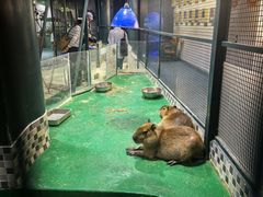 -上海大自然野生昆虫馆(东方明珠·爬宠昆虫探索中心)