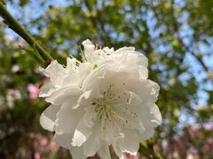 -南汇桃花村