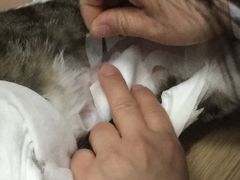 -中农大我爱我爱24h动物医院·中医针灸·猫专科·骨科医疗中心(双井店)