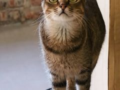 -豆逗聊愈猫阁Easy Life