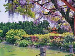 -嘉定紫藤园