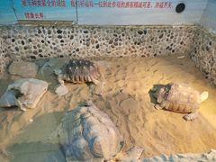 -上海大自然野生昆虫馆(东方明珠·爬宠昆虫探索中心)