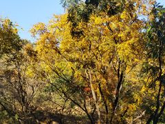 -北京西山国家森林公园