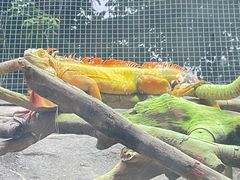 -广州长隆飞鸟乐园
