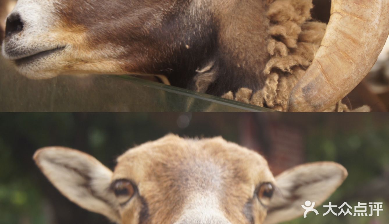 广州·越秀｜广州动物园🦍门票20元🦍