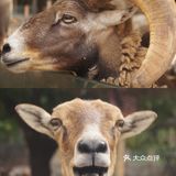 广州·越秀｜广州动物园🦍门票20元🦍