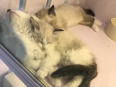 -喵的天空名猫咖啡馆·撸猫·猫舍·用品