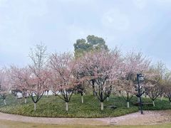 -径山花海